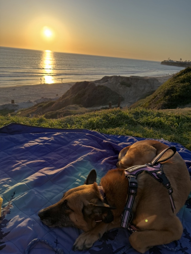 Seal resting on a blanket overlooking the beach at sunset